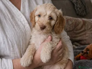 Cockapoo dogs Beautiful Cockapoo Puppies Ready Now - Advert 6
