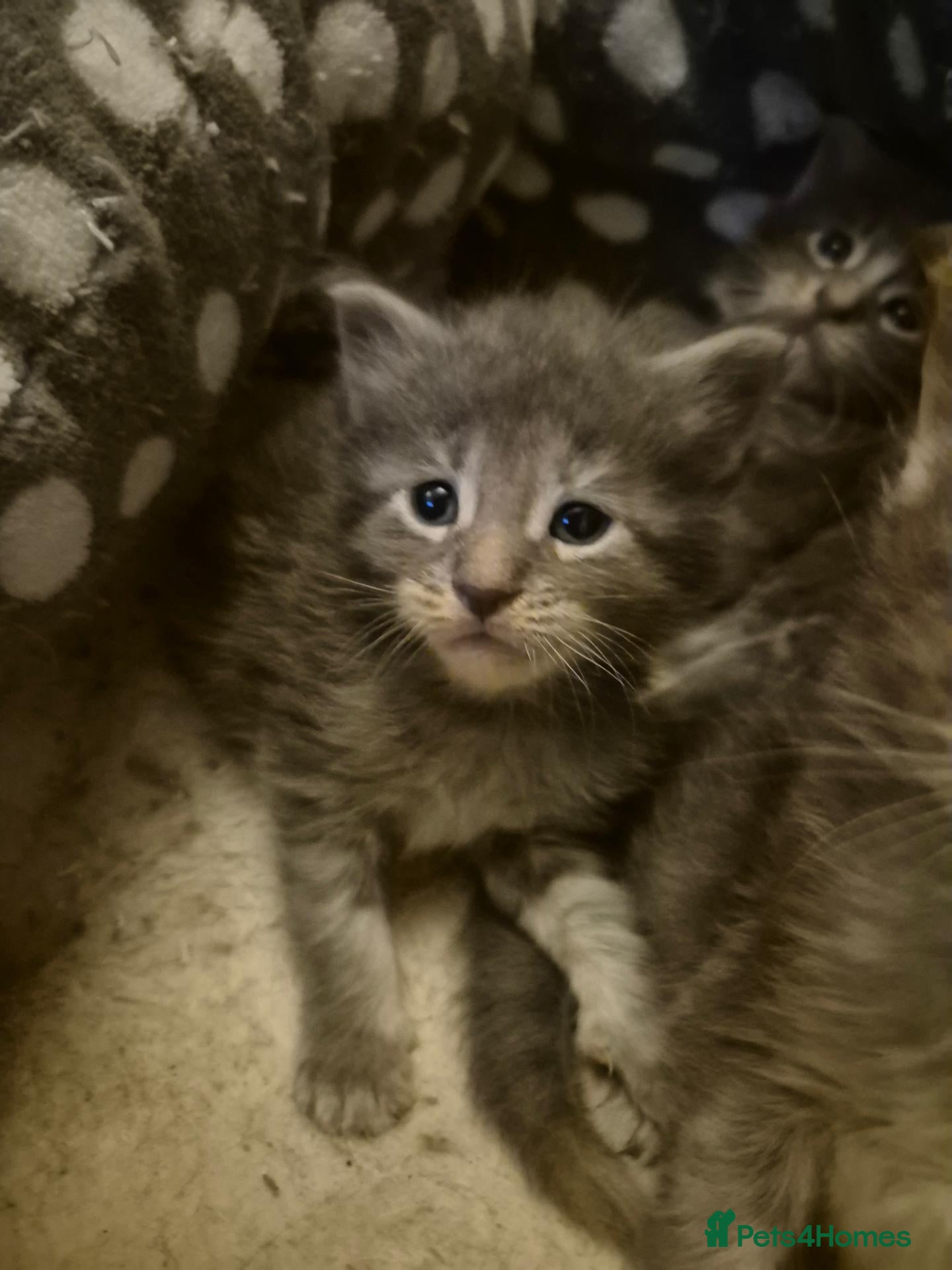 Maine Coon cats Stunning Maine Coons for sale must see 🥰 - Advert 2