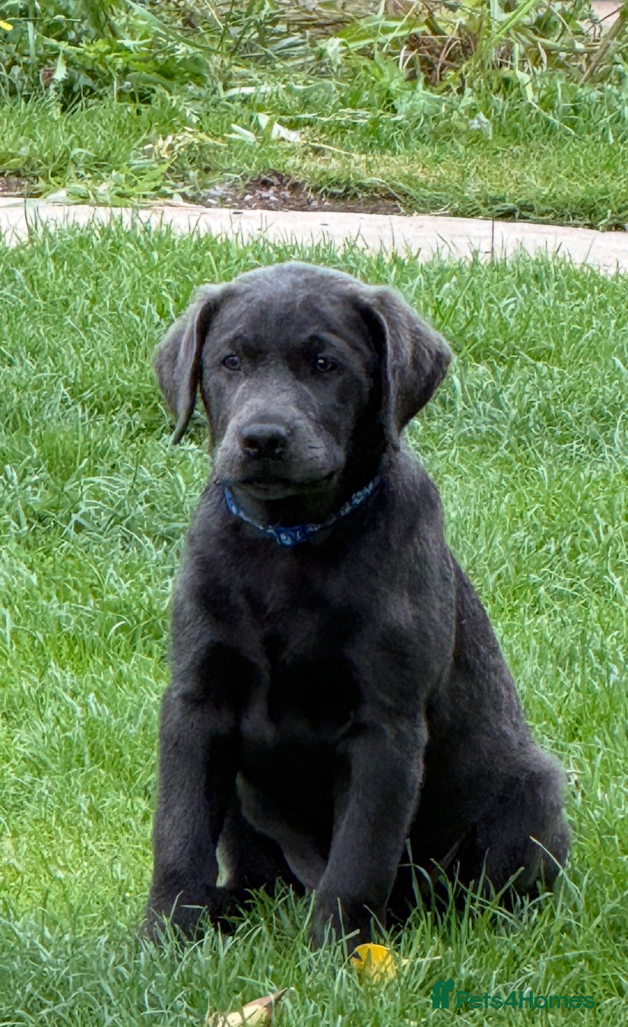 Labrador Retriever dogs LAST FEW BOYS! RARE KC CHARCOAL LABS - Advert 2
