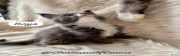 Maine Coon cats for sale: Blue Smoke Maine Coon Kittens - Registered - Advert 13