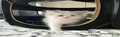 Ragdoll 1