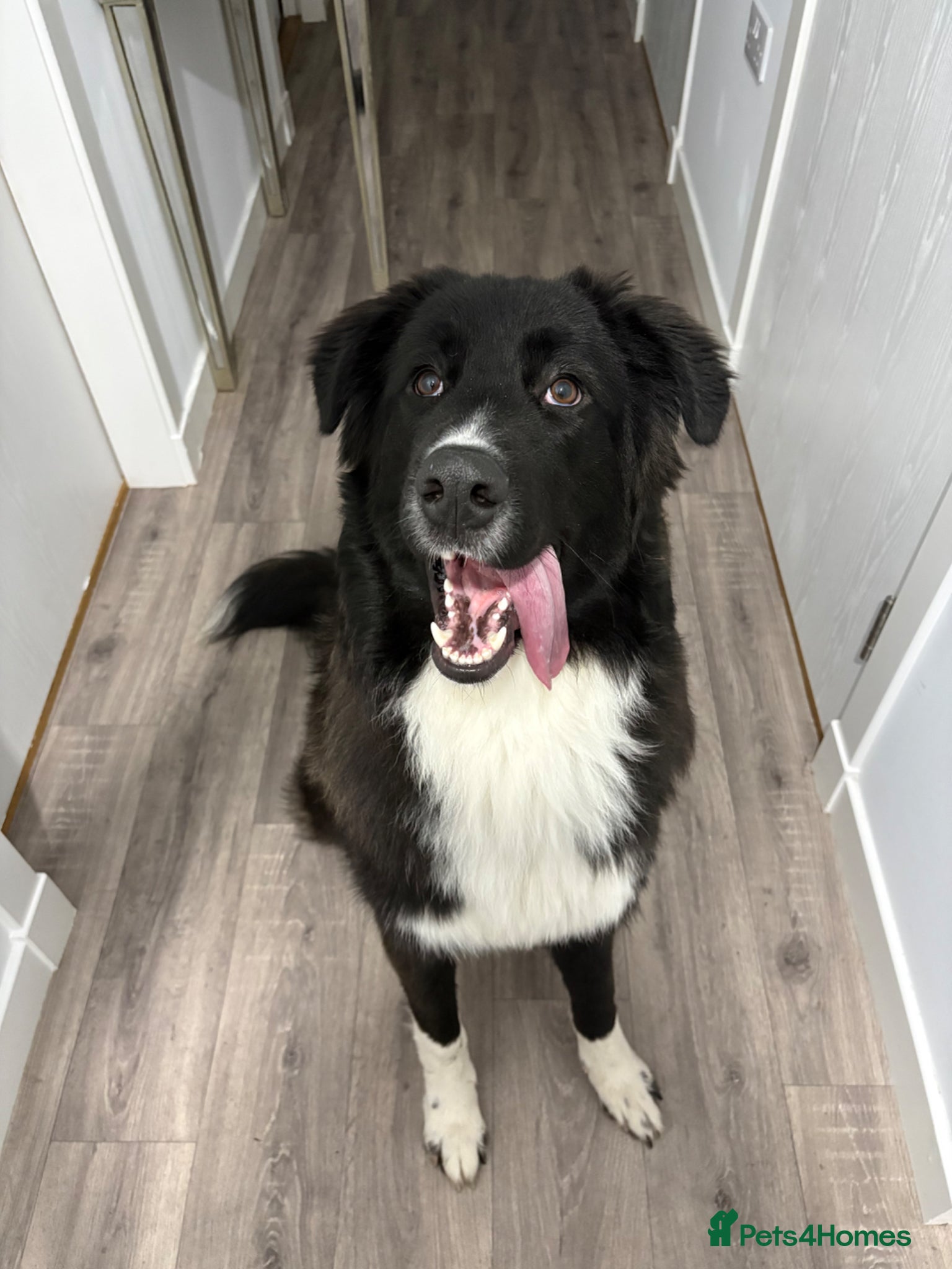 Mixed Breed dogs Mixed dog for rehoming  - Advert 1