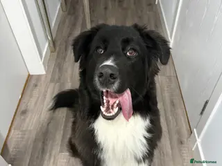 Mixed Breed dogs Mixed dog for rehoming - Advert 1