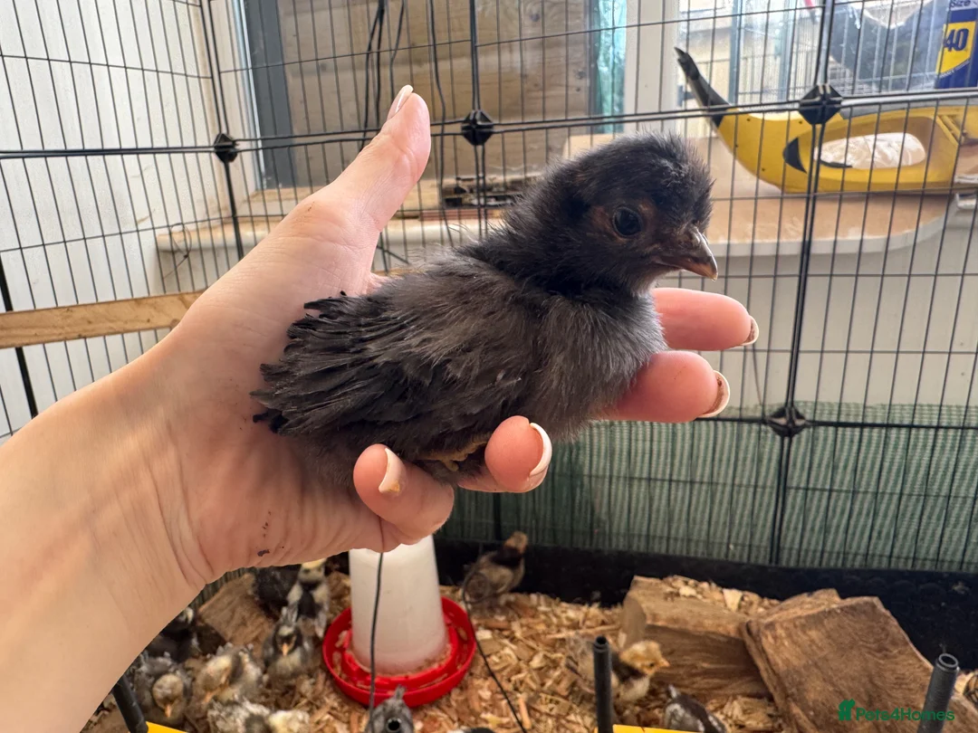 Chickens poultry for sale: ~FRIZZLE~ Polish Chicks (smooth also available) - Advert 3