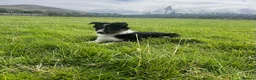 Border Collie dogs for sale: Farm reared Collie pups in Biggar - Advert 3