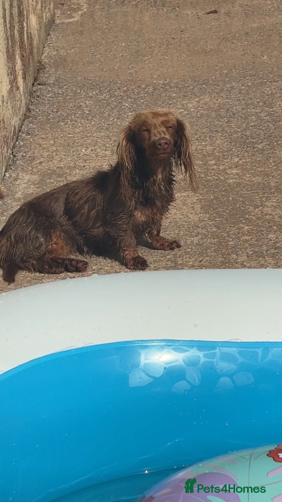 Miniature Dachshund dogs for sale: Longhaired miniature dachshund  - Advert 7