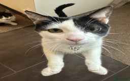 British Shorthair cats for sale: 2 Male kittens available  - Image 8