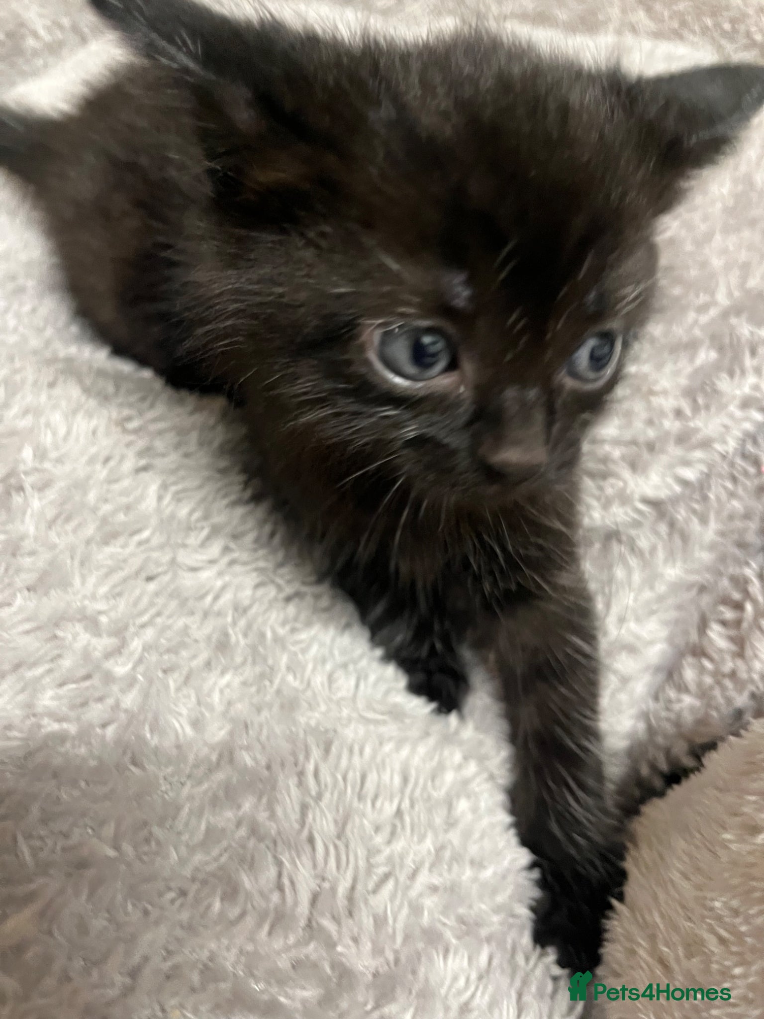 Mixed Breed cats 🐾 Beautiful Kittens Raised in a Family Home 🐾 - Advert 2