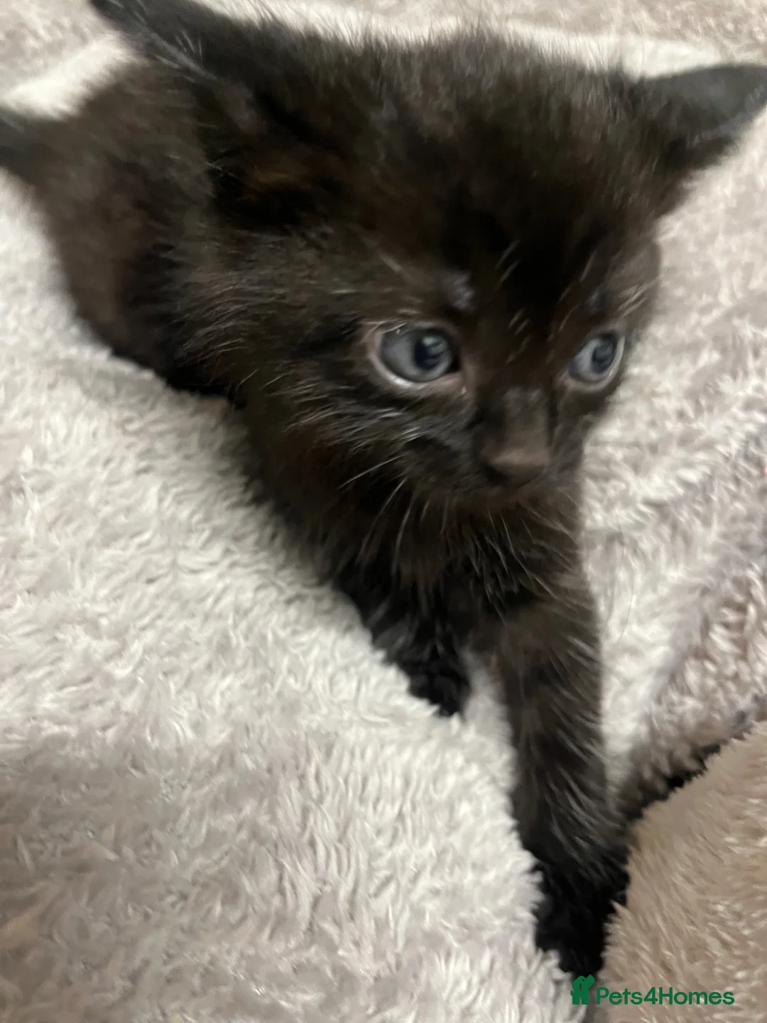 Mixed Breed cats for sale: 🐾 Beautiful Kittens Raised in a Family Home 🐾 - Advert 1