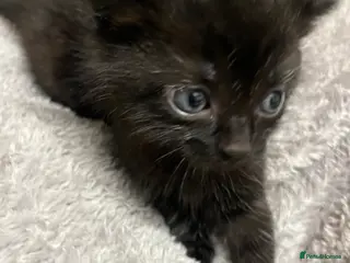 Mixed Breed cats 🐾 Beautiful Kittens Raised in a Family Home 🐾 - Advert 2