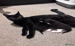 British Shorthair cats for sale: 3 adorable 11 weeks old kittens  - Advert 12