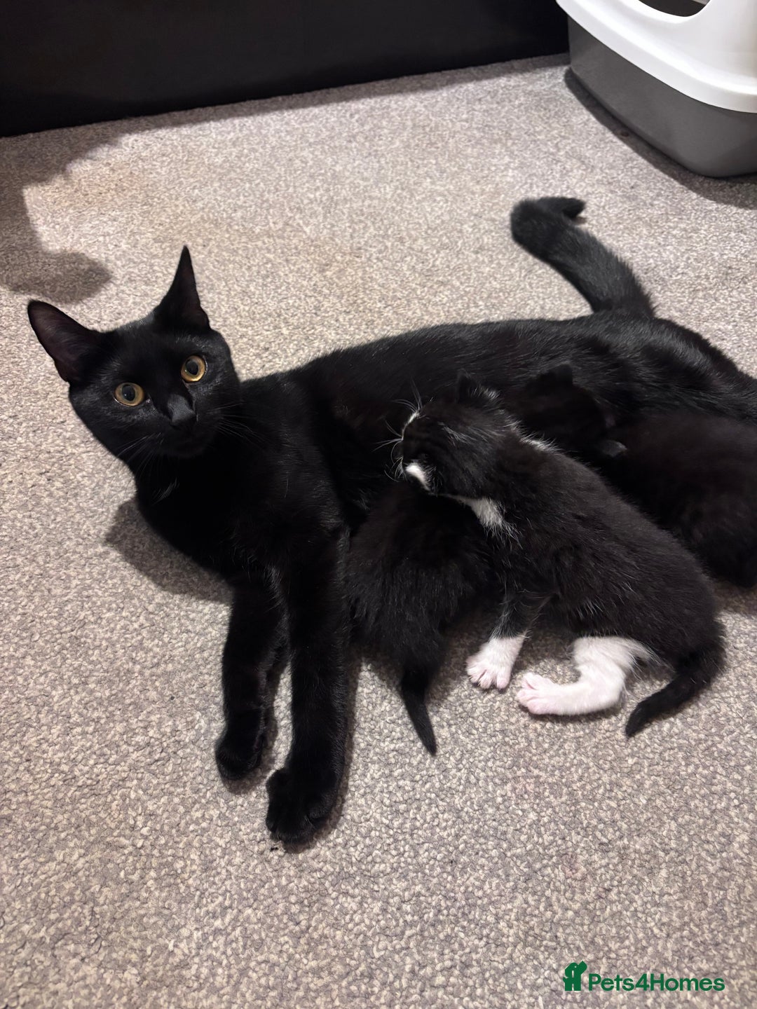 British Shorthair cats for sale: 3 adorable 11 weeks old kittens  - Advert 12