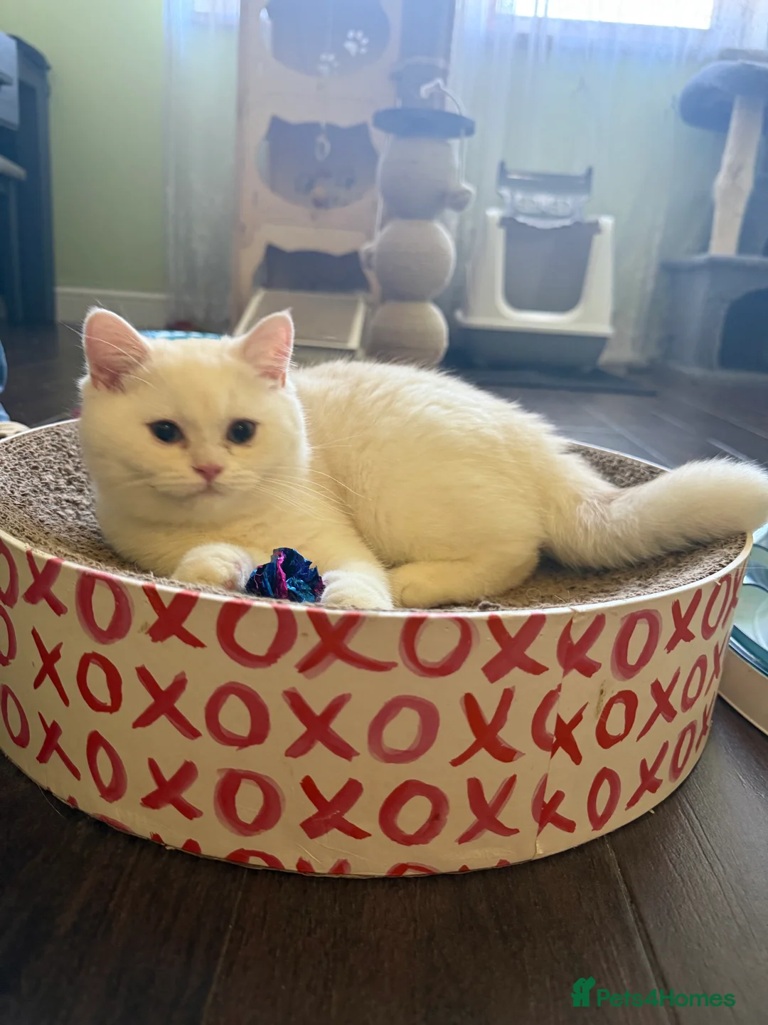 British Shorthair cats for sale: 4 Beautiful British shorthair kittens. in Grimsby - Advert 2