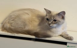 Ragdoll cats for sale: Stunning Seal Point Lynx Ragdoll For Sale. - Image 6