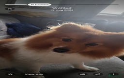 Pomeranian dogs for sale: Pomeranian  - Image 3
