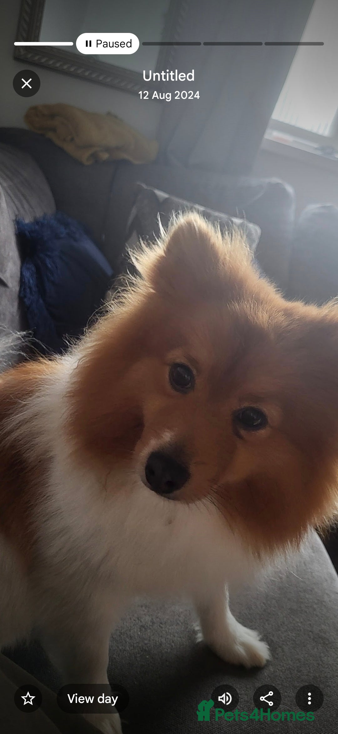 Pomeranian dogs for sale: Pomeranian  - Image 3