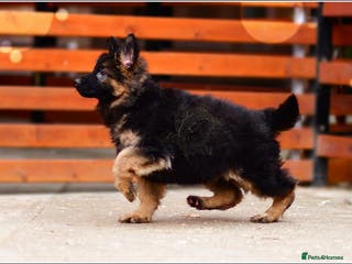 German Shepherd dogs LONGHAIRED GSD FEMALE PUPPIES - Advert 12