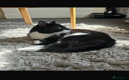 British Shorthair cats for sale: 3 year old indoor cat -FREE - Image 1
