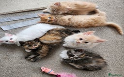 Ragdoll cats for sale: Beautiful pale ginger Ragdoll X Maine Coon boy - Image 9