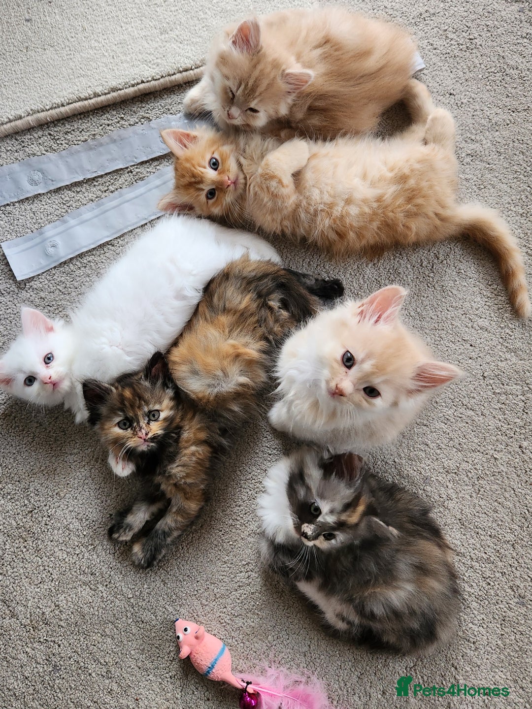 Ragdoll cats for sale: Beautiful pale ginger Ragdoll X Maine Coon boy - Image 9