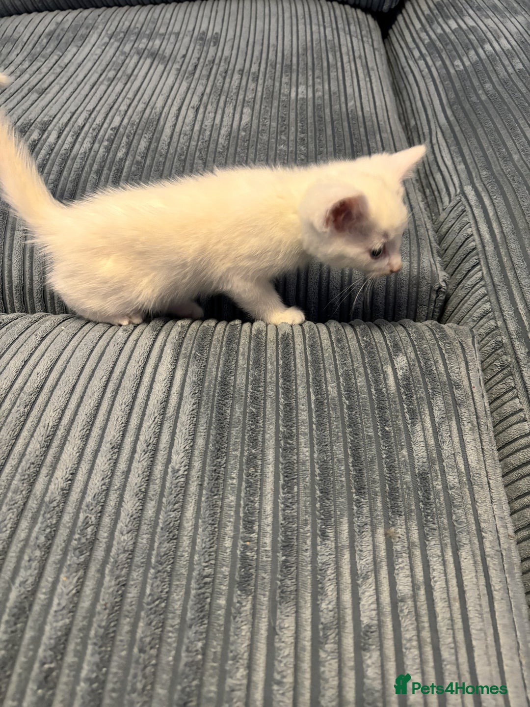 Mixed Breed cats for sale: Adorable Kittens for Sale - Advert 3