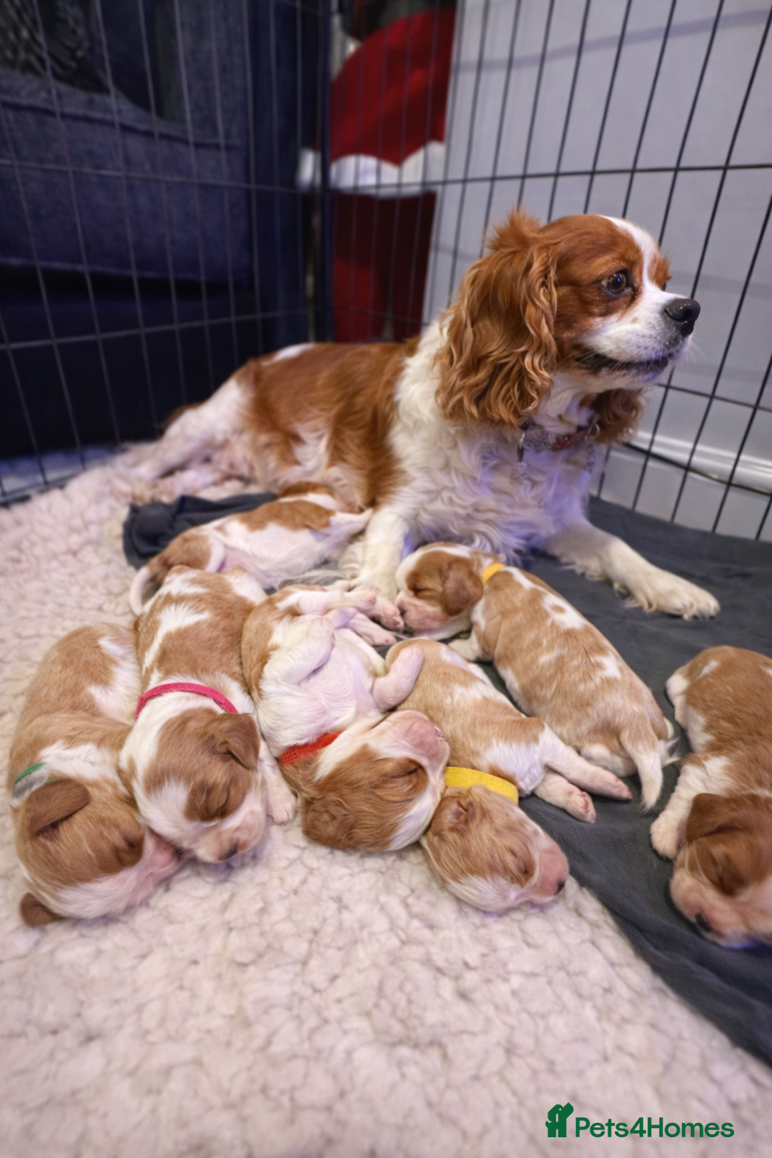 Cavalier King Charles Spaniel dogs for sale: King Charles Cavalier Puppies 5⭐️Breeder Blenheim - Advert 2