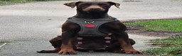 Dobermann dogs for sale: Dolly - Advert 1