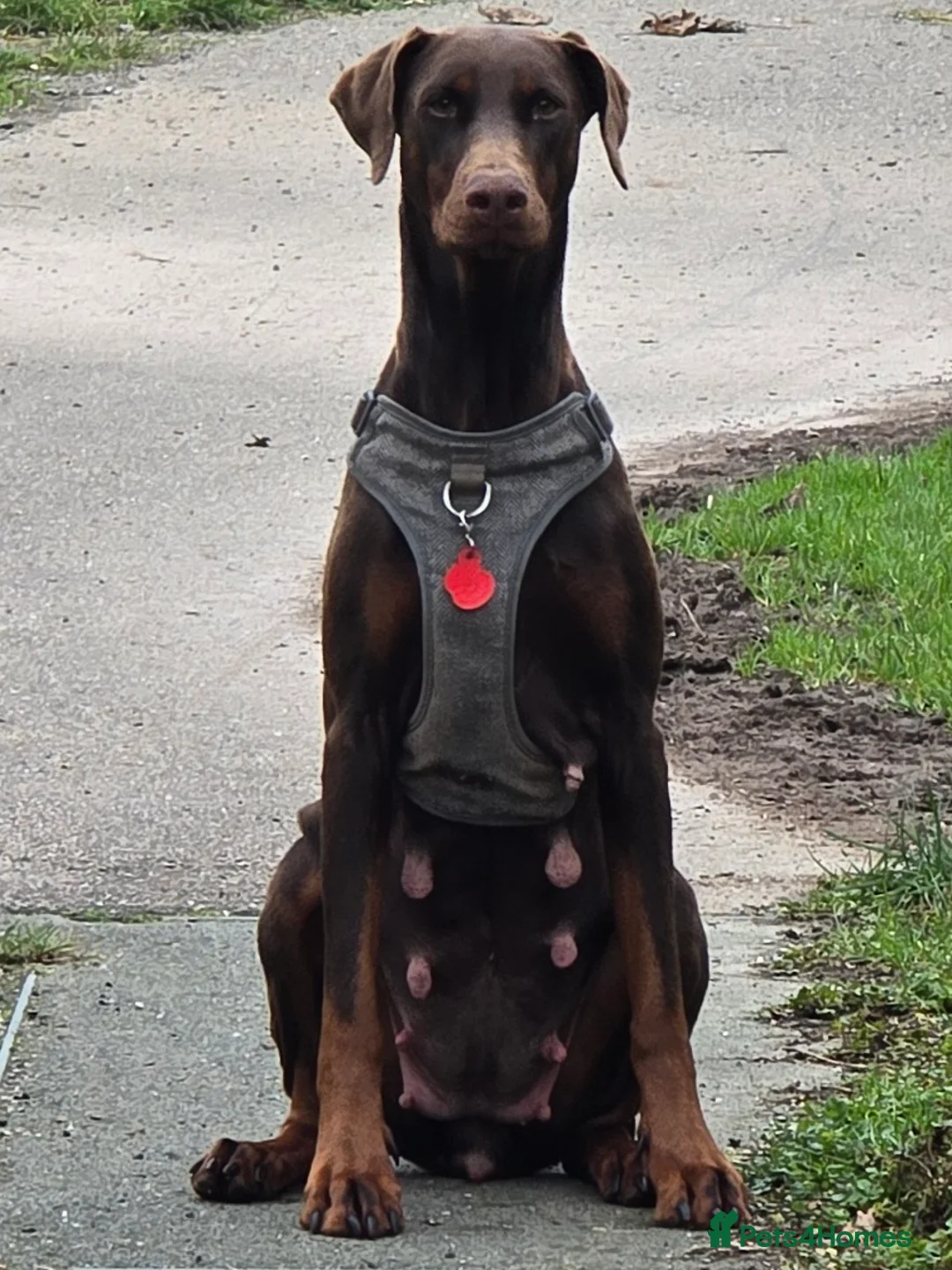 Dobermann dogs for sale: Dolly - Advert 1