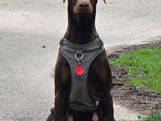 Dobermann dogs Dolly - Advert 1