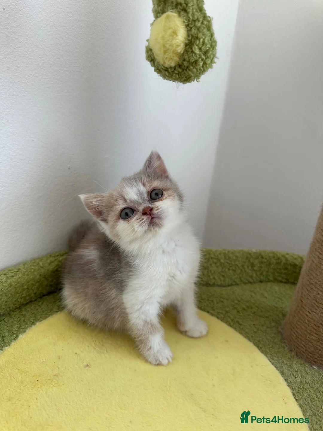 British Shorthair cats for sale: 🐻 Registered British Shorthair Kittens 🐻 - Advert 2