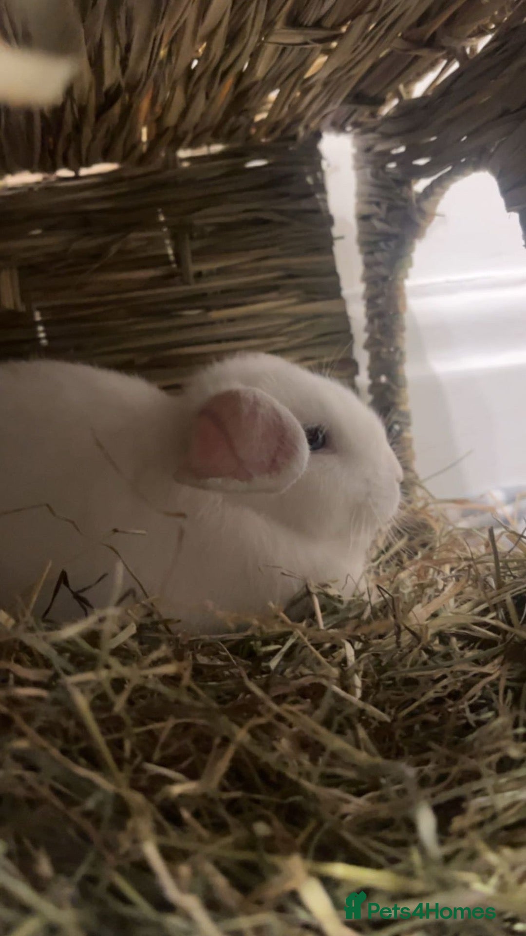 English rabbits Selling Mochi the bunny - Advert 1