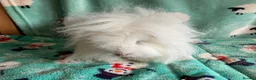 Guinea Pig rodents for sale: Pure Bred Swiss White Guinea pig sow. - Advert 3