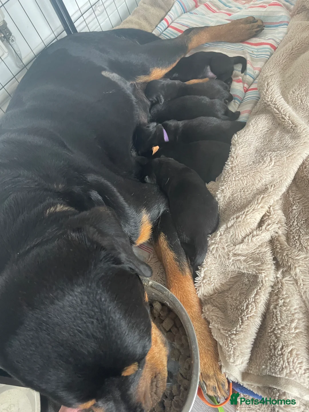 Mixed Breed dogs for sale: Rottweiler/ Retriver mix  in Northampton - Advert 2