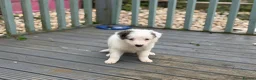 Border Collie dogs for sale: Border collie puppies - Advert 26