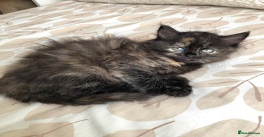 Siberian cats - Advert 14