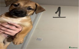 Mixed Breed dogs for sale: 8 week old German shepherd/ Labrador cross pups   - Image 2