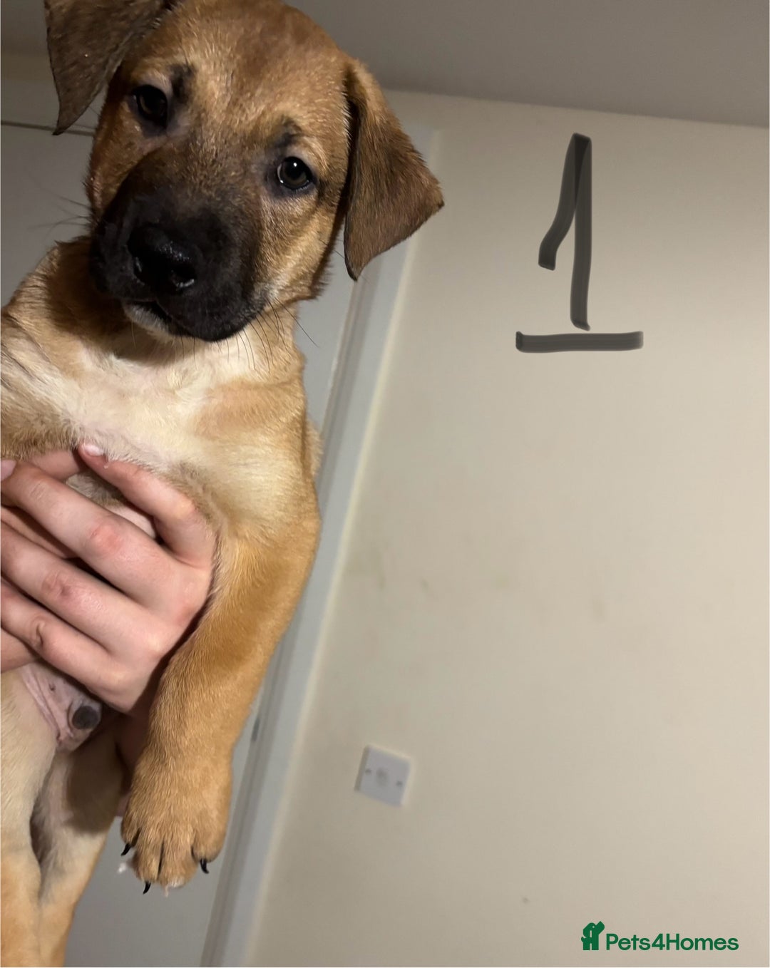 Mixed Breed dogs for sale: 8 week old German shepherd/ Labrador cross pups   - Image 2