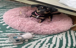 Mixed Breed dogs for sale: Dachshund cross pug. 5 months old. Female  - Image 1