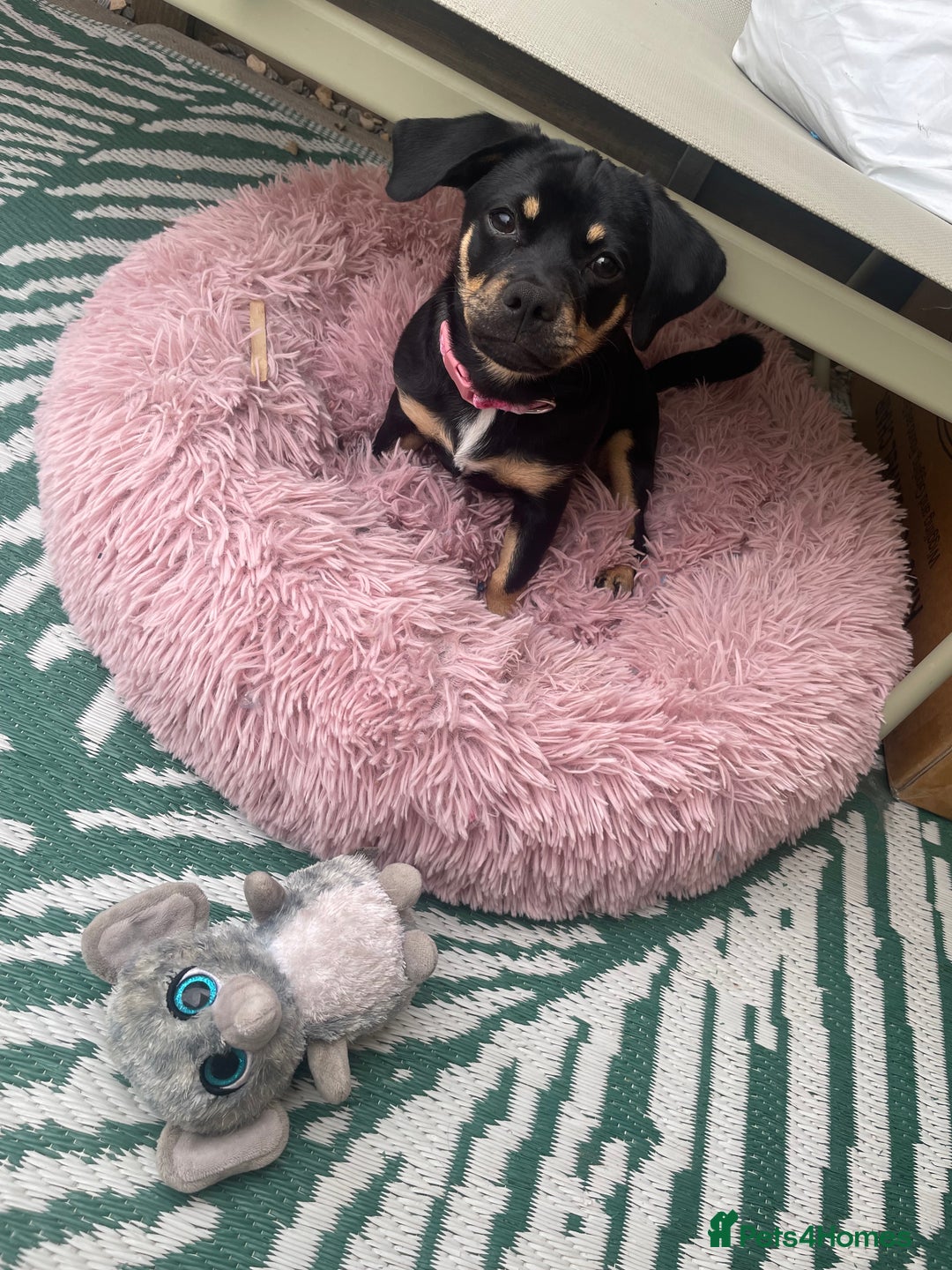 Mixed Breed dogs for sale: Dachshund cross pug. 5 months old. Female  - Image 1