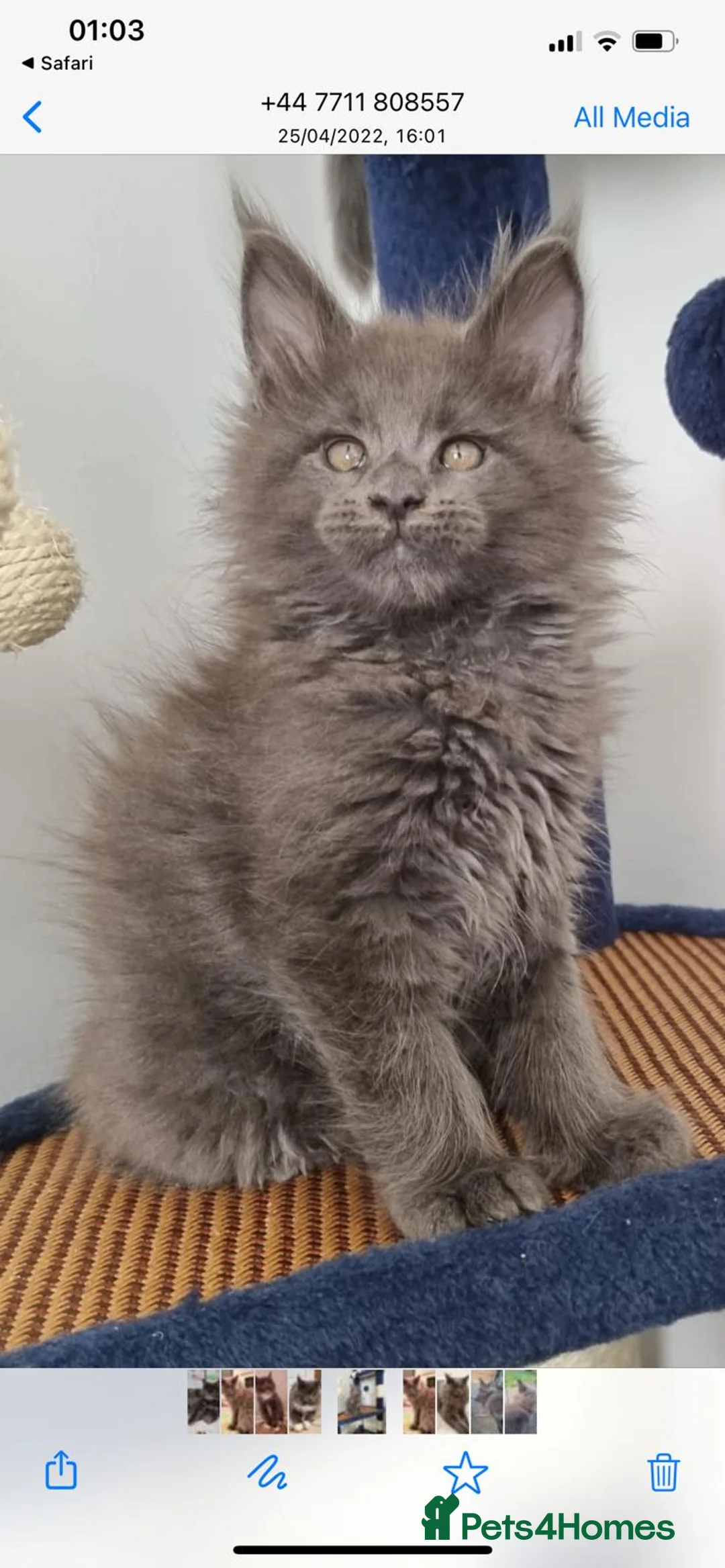 Maine Coon cats for stud: Maincoon for STUD duties in Rainham - Advert 4