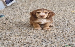 Cocker Spaniel dogs for sale: Gorgeous Chocolate & Sable Show Cocker Pups Ready - Image 39