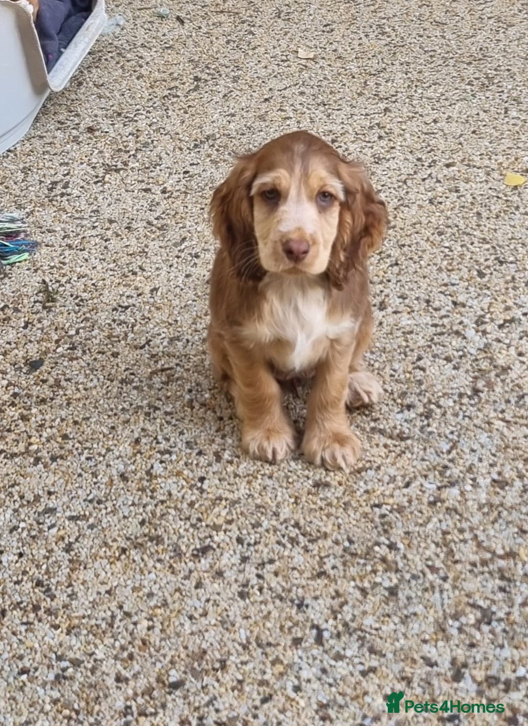 Cocker Spaniel dogs for sale: Gorgeous Chocolate & Sable Show Cocker Pups Ready - Image 39
