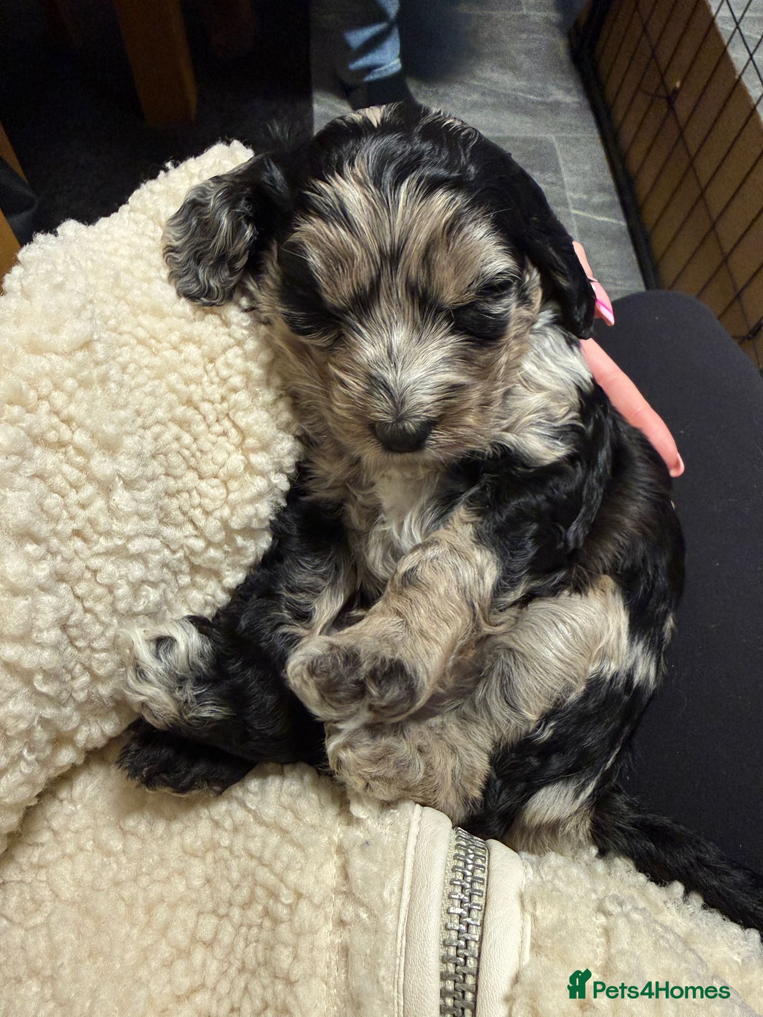 Cockapoo dogs F1 Cockapoo Puppies - Advert 4