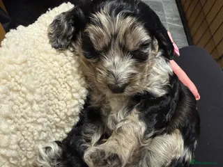 Cockapoo dogs F1 Cockapoo Puppies - Advert 4