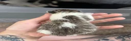 Mixed Breed cats for sale: 4 kittens  - Advert 3