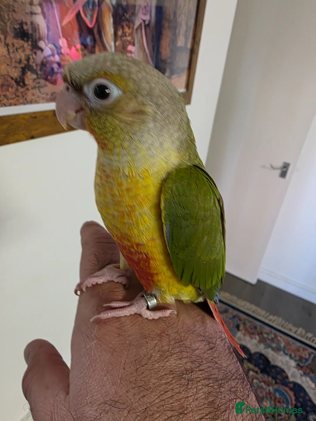 Parrots birds for sale: 2 Green Cheek Conures for sale  in Hampton - Advert 1