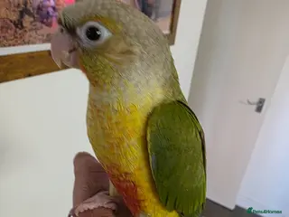 Parrots birds 2 Green Cheek Conures for sale - Advert 2