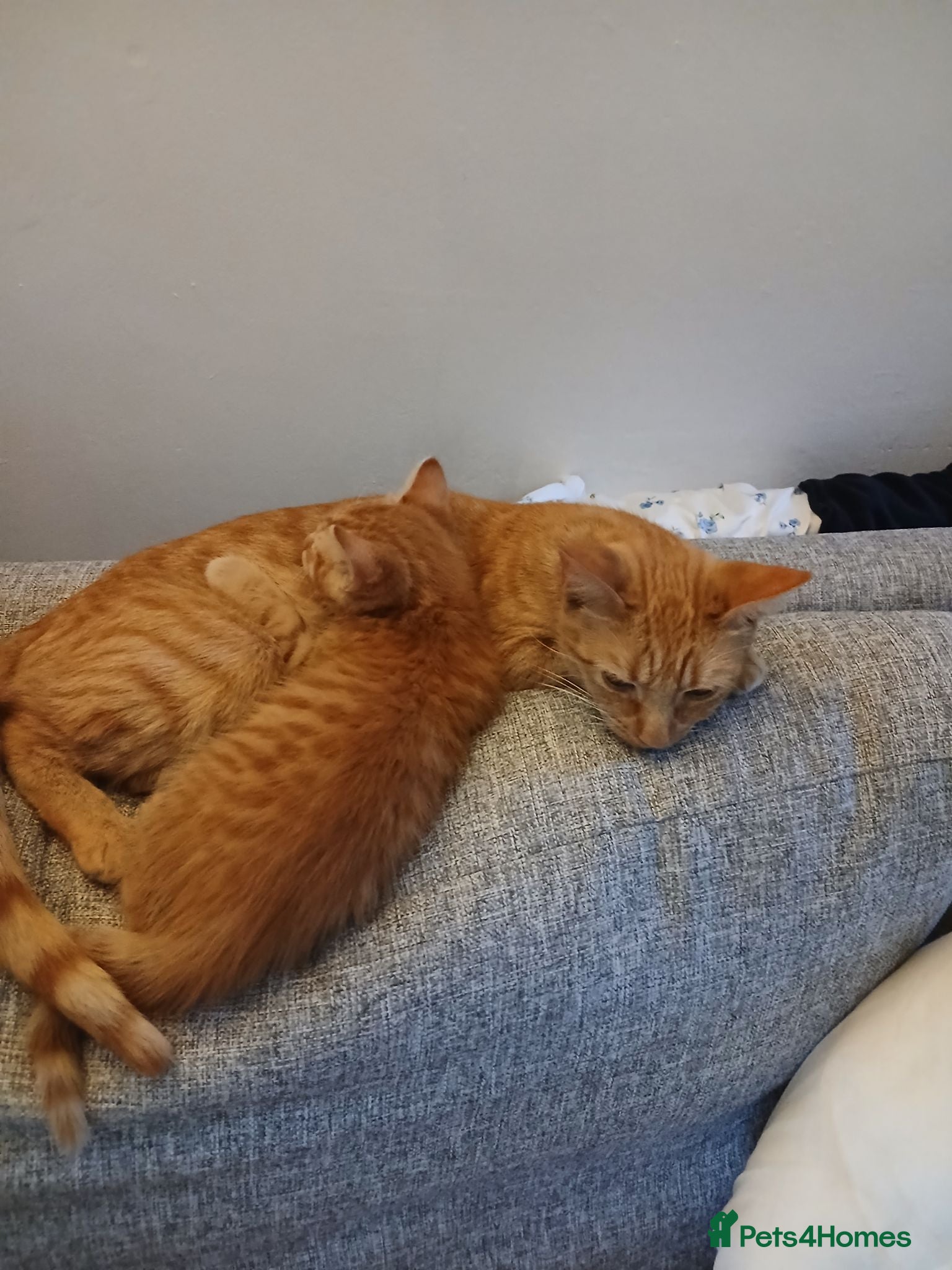Mixed Breed cats 2 kittens for sale ginger male brown/ginger female - Advert 2