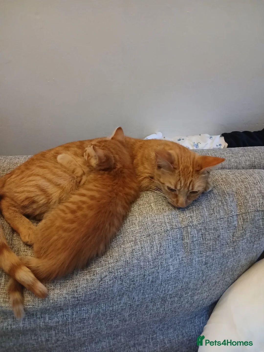 Mixed Breed cats for sale: 2 kittens for sale ginger male brown/ginger female in Bournemouth - Advert 1