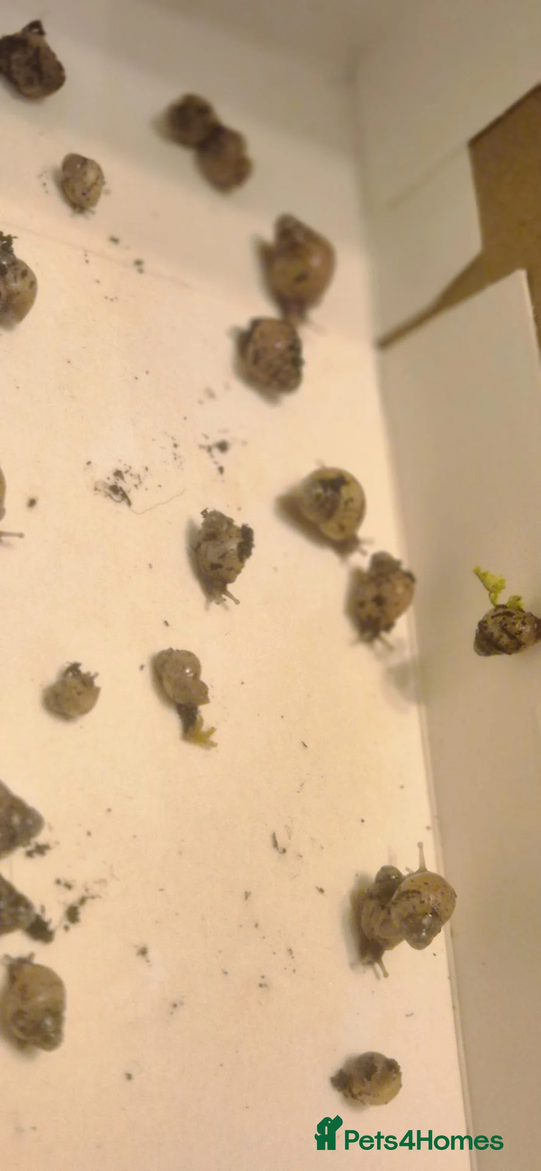 Snails invertebrates for sale: African land snails.  in Norwich - Advert 4
